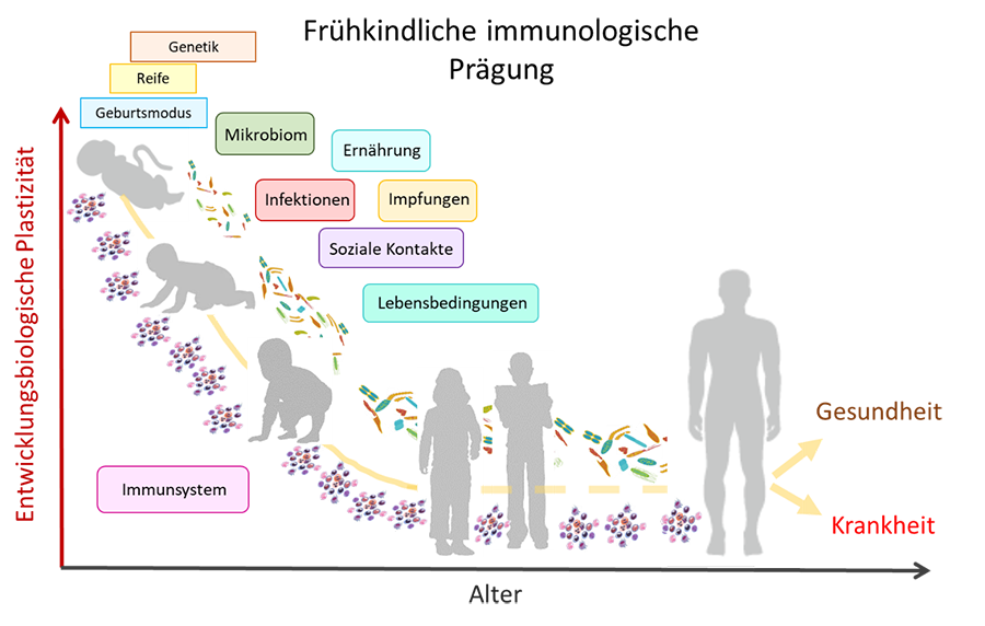 Infografik, die zeigt, wie die Formbarkeit des Immunsystems des Menschen mit zunehmendem Lebensalter abnimmt.