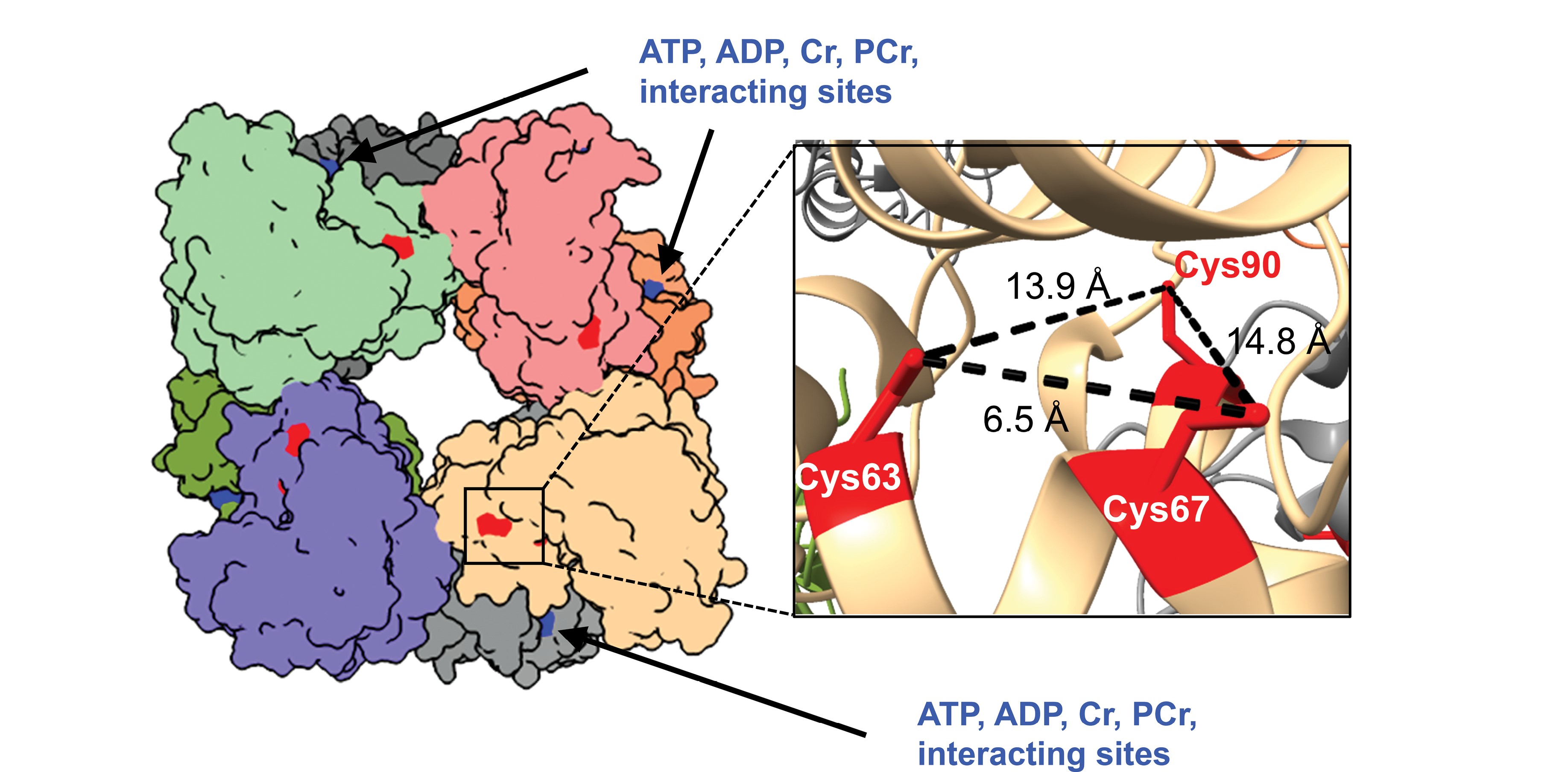 „Energie-Shuttle“ des Herzens  Hier sieht man die 3D-Struktur der mitochondrialen Kreatinkinase, auch Mt-CK genannt (Proteinstruktur-Code 4Z9M). Es handelt sich um ein Enzym, das aus acht Teilen besteht. Es sorgt dafür, dass die Herzmuskelzellen Energie haben und diese auch wieder speichern können. So können sie weiter schlagen. Die einzelnen Bausteine des Enzyms (Monomere) sind in unterschiedlichen Farben dargestellt. Die dunkelblauen Punkte zeigen, wo die Bindungsstellen für die energietragenden Moleküle (ATP, ADP) und Kreatin/Phosphokreatin (Cr/PCr) sind. Die roten Markierungen zeigen drei einzelne Cystein-Stellen (Cys63, Cys67 und Cys90) an, die bei Patienten mit hypertropher Kardiomyopathie oxidiert vorgefunden wurden. Wenn man sich das Ganze vergrößert, liegen die Cysteine ungefähr 6,5–14,8 Å (also 0,7–1,5 nm) voneinander entfernt. Das ist zu weit, um stabile (Disulfid-)Brücken zu bilden. Das könnte bedeuten, dass Oxidation bei HCM-Patienten die Mt-CK-Proteinstruktur auf eine Weise verändert, die die Anlagerung des Enzyms an Membranlipide schwächt.