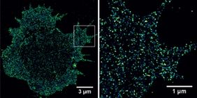 Tumor-assoziierte Antigene auf primären Tumorzellen