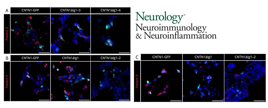 Mikroskopische Bilder aus der Publikation