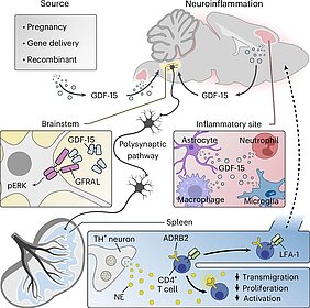 Grafik aus der Publikation wie GDF-15 wirkt