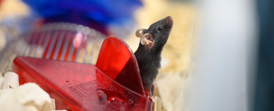 Eine Maus mit dunklem Fell schaut aus einem roten Spielkasten heraus, um sie herum ist Tierstreu, im Hintergrund eine blaue Schale. 