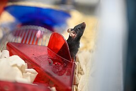 Eine Maus mit dunklem Fell schaut aus einem roten Spielkasten heraus, um sie herum ist Tierstreu, im Hintergrund eine blaue Schale. 