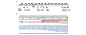 Die Analyse des gesamten Virusgenoms zeigt, dass PVM J3666 aus zwei genetisch unterschiedlichen Viruspopulationen besteht. Besonders viele Unterschiede finden sich in einem bestimmten Genomabschnitt (Hotspot), der Bereiche der M-, SH- und G-Gene umfasst. Die IGV-Darstellung macht sichtbar, wie sich diese genetischen Varianten in den beiden Viruspopulationen verteilen.