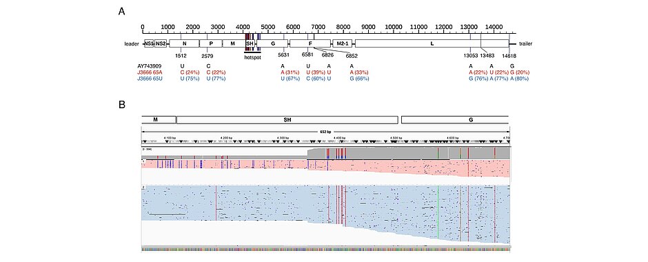 Die Analyse des gesamten Virusgenoms zeigt, dass PVM J3666 aus zwei genetisch unterschiedlichen Viruspopulationen besteht. Besonders viele Unterschiede finden sich in einem bestimmten Genomabschnitt (Hotspot), der Bereiche der M-, SH- und G-Gene umfasst. Die IGV-Darstellung macht sichtbar, wie sich diese genetischen Varianten in den beiden Viruspopulationen verteilen.