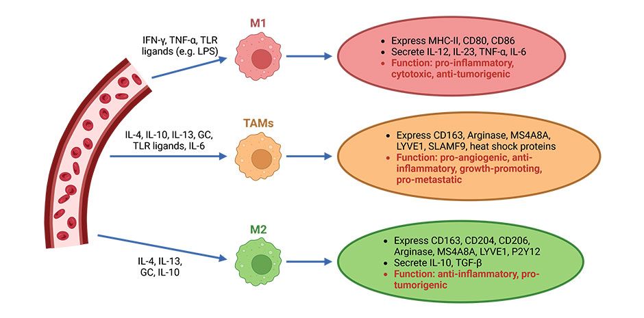 Illustration of the Classification of individual macrophage phenotypes (created with BioRender.com)