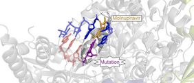 Der antivirale Wirkstoffkandidat Molnupiravir (gelb) wird in die virale RNA eingebaut und führt dort zu Mutationen (violett), welche letztendlich die Vermehrung des Viruses verhindern.