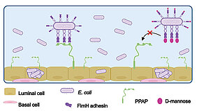 Schematische Darstellung zeigt, dass E. coli über sein Adhäsin FimH an luminale Prostatazellen anlagert und so die Invasion einleitet. 