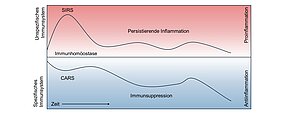 Grafik, mit zwei Kurven  (unspezfisches Immunsystem, persistierende Inflammation - Spezfisches Immunsystem - Immunsuppression