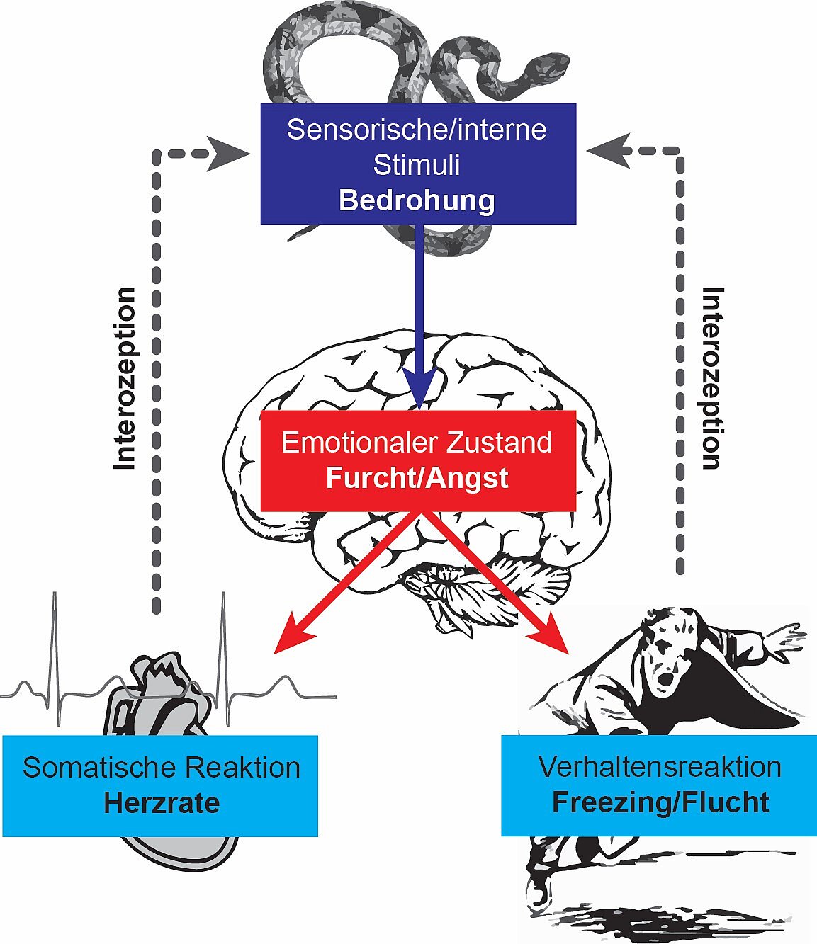 Bild von Neuronalem Schaltkreis