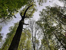 Wald