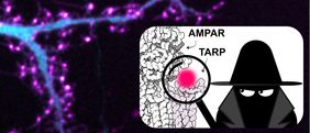 Bild zeigt Fluoreszenzbild von lebenden Neuronen, die ein fluoreszierendes Protein (Cyan) und ein über Click-Chemie-markiertes Hilfsprotein TARP (Magenta) co-exprimieren