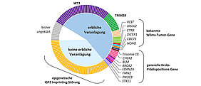 Grafik zeigt das Ergebnis: die Verteilung der genetischen und epigenetischen Wilms-Tumor-Prädisposition bei 129 untersuchten Kindern