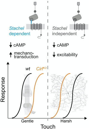 The downregulation of cAMP by CIRL modulates