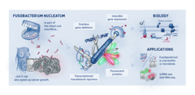 Infografik (mit englischsprachiger Beschriftung): Forschende aus Würzburg haben neue genetische Werkzeuge zur Untersuchung von Fusobaktieren entwickelt.