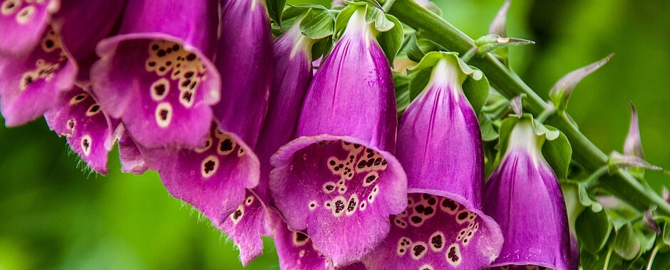 Nahaufnahme von den Blüten eines pinkfarbenen Fingerhuts