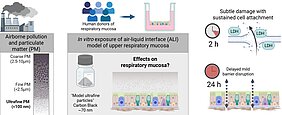 HNO Graphical Abstract  Die grafische Zusammenfassung zeigt, wie eine Hohe Konzentration von Ultrafeinstaub die epitheliale Barriere der menschlichen Atemwege stört