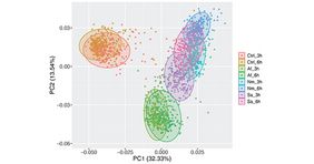 Analyse von RNA-Sequenzierungsdaten von Immunzellen (Monozyten) von 215 gesunden Testpersonen.