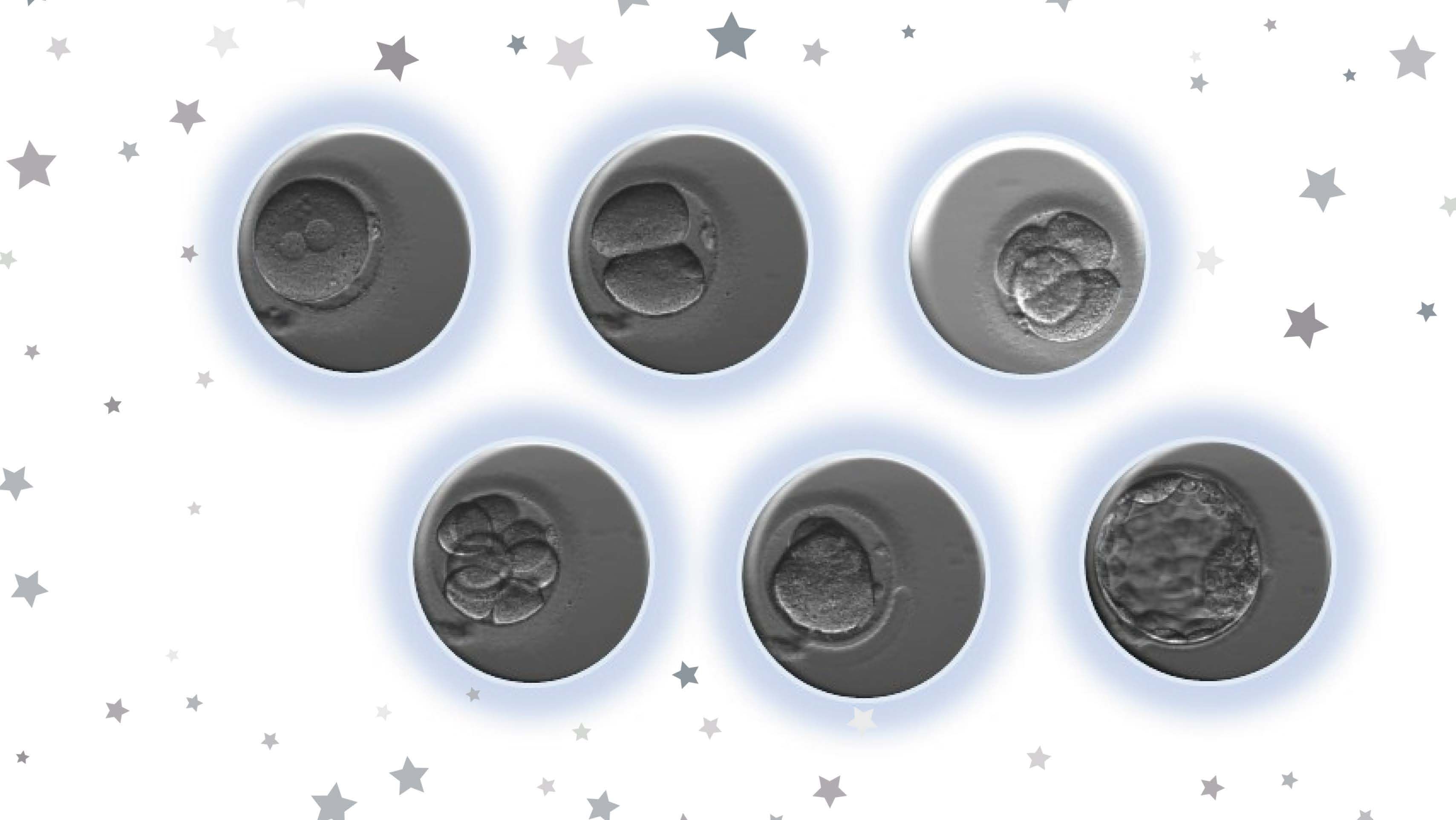 Embryos von Tag 1 bis Tag 5 nach der Befruchtung