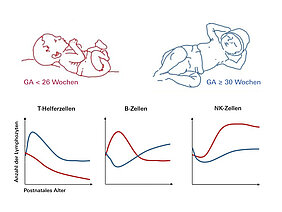 Grafik eines sehr kleinen Babys in rot und eines etwas reiferen Babys in blau sowie drei Koordinatensysteme, welche die Entwicklung von T-Helferzellen, B-Zellen und NK-Zellen zeigen (y-Achse zeigt Anzahl der Lymphozyten, x-Achse das postnatale Alter). 