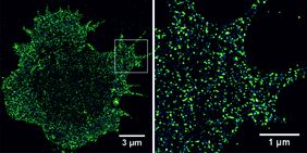 CD19-Antigene in der Plasmamembran einer multiplen Myelomzelle