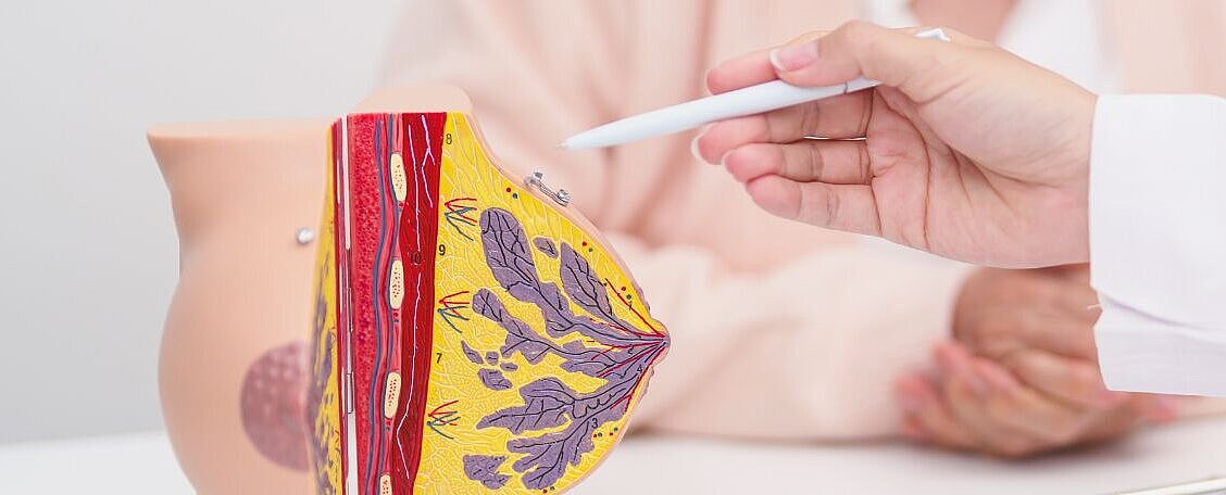 Ärztliche Person zeigt mit Stift auf Modell der Brust