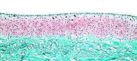 Histologische Färbung der Knorpelschicht 