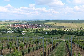 Weinberge