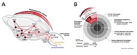 Neuronale Schaltkreise für kardio-verhaltensbezogene Zustände Zwei Abbildungen aus der Publikation - genaue Beschreibung in der Bildunterschrift