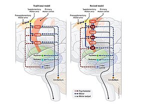 Die Abbildungen zeigen zwei Hypothesen: Patienten mit psychomotorischer Verlangsamung haben Veränderungen in den Intereffektor-Regionen; Konnektivität der Intereffektor-Regionen hängt mit Verhalten bei Patienten zusammen.