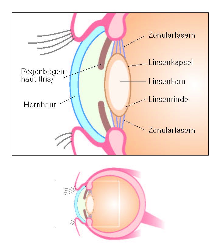 Grafik Anatomie der Linse