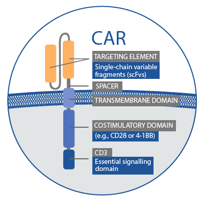 Illustrative figure of CAR cell components