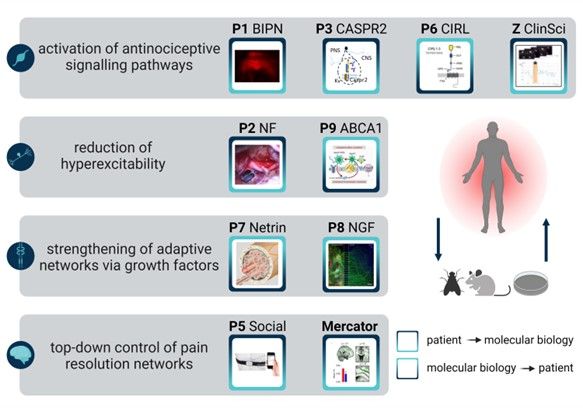 The diagram outlines the four approaches and methods that the ten project groups are following in translational research designs to improve pain regression.