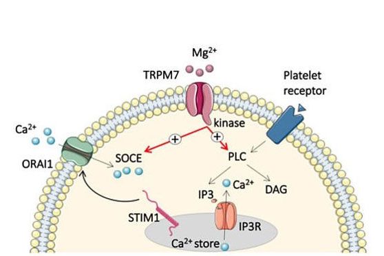 Regulation der Ca2+-Homöostase in Thrombozyten durch den Mg2+ Kanal TRPM7. Das TRPM7-Protein fungiert als Kanal für Magnesium-Ionen und darüber hinaus als Kinase. So fördert TRPM7 den Ca2+-Einstrom aus intrazellulären Speichern sowie über den ORAI1 Kanal in der Plasmamembran. 