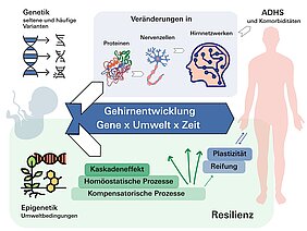 Grafische Übersicht wie Genetik und Epigenetik die Entstehung von ADHS beeinflussen kann.