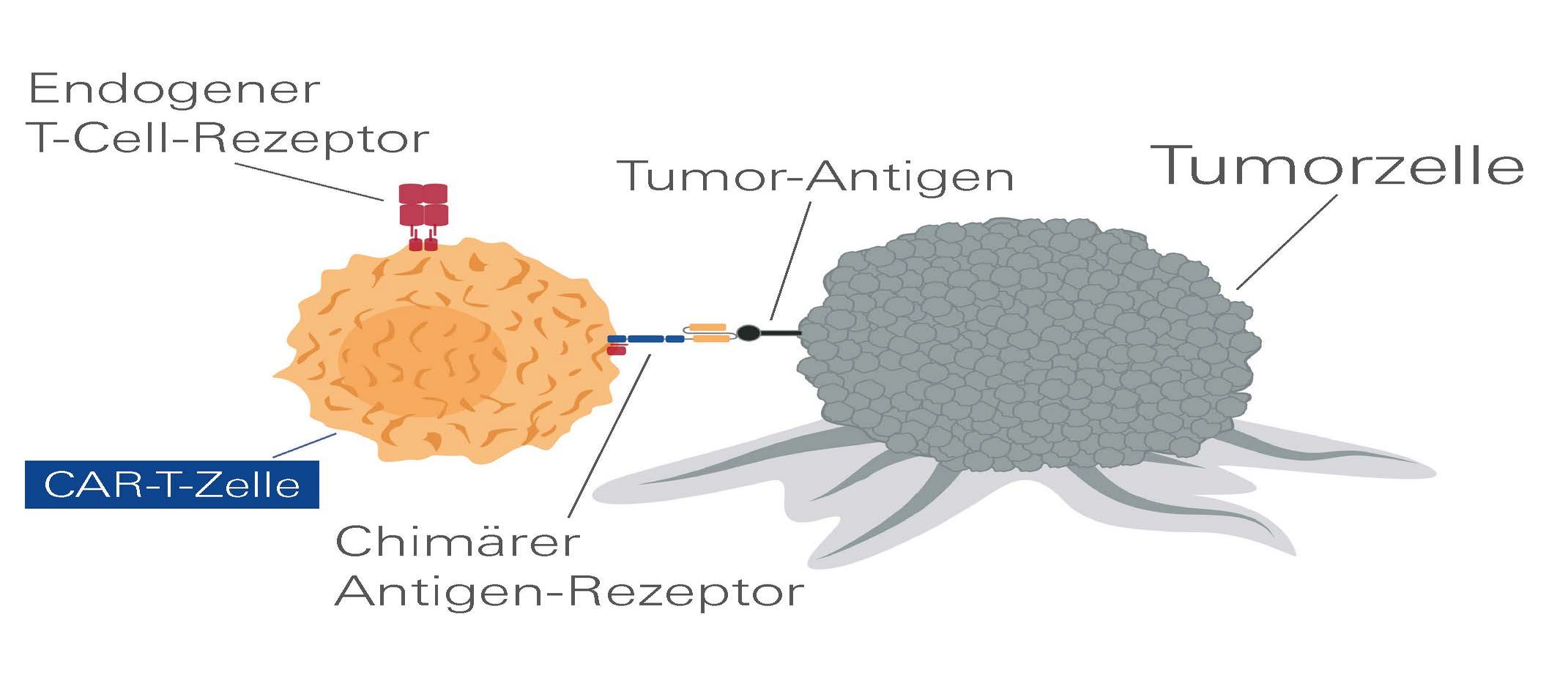 Antigen-Rezeptor und T-Zellen