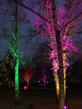 Illuminierte Bäume in den Farben Grün und Lila