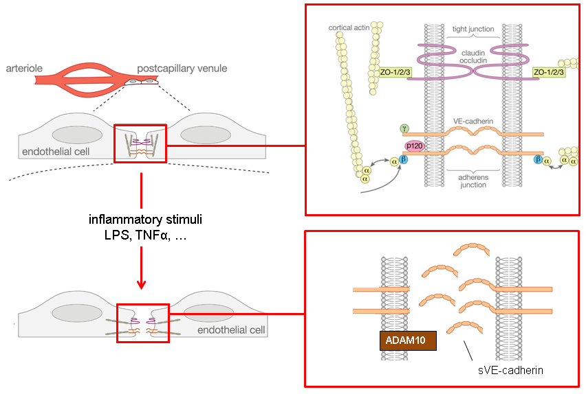 Bild eines schematischen Aufbaus der Endothelbarriere und der Bildung von VE-Cadherin-Spaltprodukten in der Entzündung