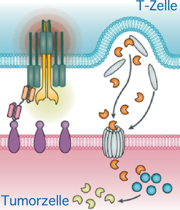 Schaubild zum Mechanismus der bispezifischen Antikörper