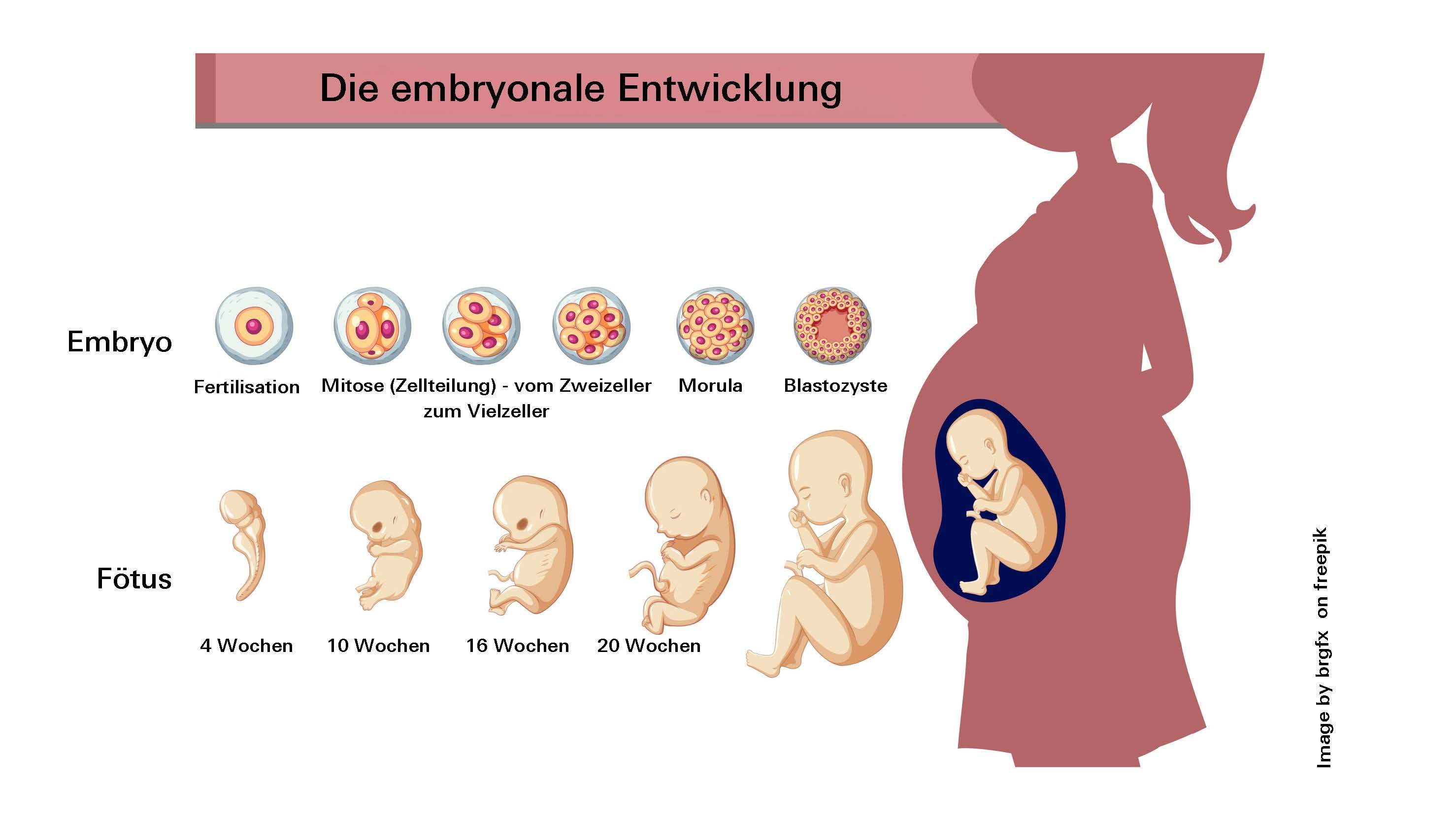 Grafische Darstellung der embryonalen Entwicklung