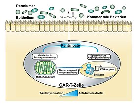 Wie Stoffwechselprodukte von Darmbakterien in die CAR-T-Zelle eindringen und es dort zu einer epigenetischen Modulation kommt. 