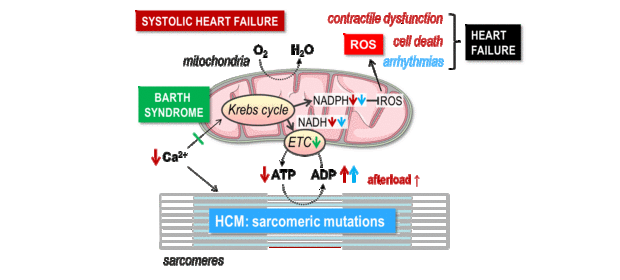 Illustration: Zusammenspiel zwischen Calcium-Haushalt und Energieproduktion in Mitochondrien 