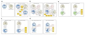 Zelluläre Immuntherapie - CRS-Map Grafische Darstellung der fünf immunmodulatorischen Biotherapien, welche CRS induzieren.