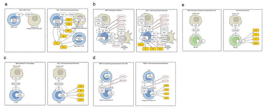 Grafische Darstellung der fünf immunmodulatorischen Biotherapien, welche CRS induzieren.
