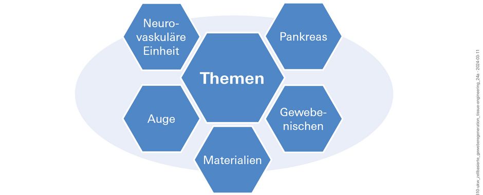 Grafik, die die Arbeitgebiete zeigt. Im Einzelnen: Auge, Neurovaskuläre Einheit, Gewebenischen, Pankreas und Materialien