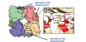 „Energie-Shuttle“ des Herzens  Hier sieht man die 3D-Struktur der mitochondrialen Kreatinkinase, auch Mt-CK genannt (Proteinstruktur-Code 4Z9M). Es handelt sich um ein Enzym, das aus acht Teilen besteht. Es sorgt dafür, dass die Herzmuskelzellen Energie haben und diese auch wieder speichern können. So können sie weiter schlagen. Die einzelnen Bausteine des Enzyms (Monomere) sind in unterschiedlichen Farben dargestellt. Die dunkelblauen Punkte zeigen, wo die Bindungsstellen für die energietragenden Moleküle (ATP, ADP) und Kreatin/Phosphokreatin (Cr/PCr) sind. Die roten Markierungen zeigen drei einzelne Cystein-Stellen (Cys63, Cys67 und Cys90) an, die bei Patienten mit hypertropher Kardiomyopathie oxidiert vorgefunden wurden. Wenn man sich das Ganze vergrößert, liegen die Cysteine ungefähr 6,5–14,8 Å (also 0,7–1,5 nm) voneinander entfernt. Das ist zu weit, um stabile (Disulfid-)Brücken zu bilden. Das könnte bedeuten, dass Oxidation bei HCM-Patienten die Mt-CK-Proteinstruktur auf eine Weise verändert, die die Anlagerung des Enzyms an Membranlipide schwächt.