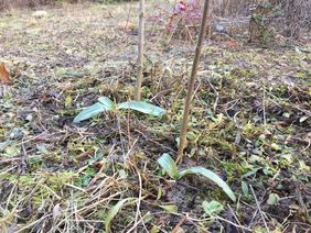 Foto zeigt Bienenragwurze Ende Februar.