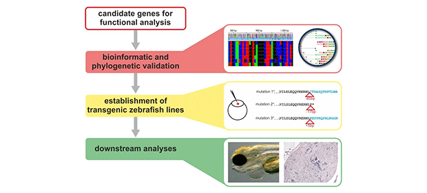 Work flow for functional investigations in zebrafish. Following candidate gene identifications, bioinformatic validation are performed to define the correct strategy for each gene individually. Subsequent establishment of transgenic lines are performed either by tol2 overexpression, by CRISPR knock-out or by knock-in methods. Downstream analyses are conducted by a set of different techniques according to the expected heart phenotype.