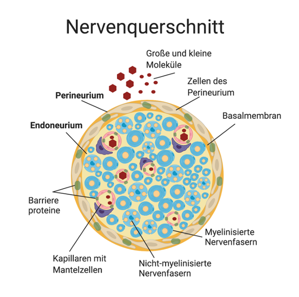 •	Structure of the blood-nerve barrier in the peripheral nerve. Barrier proteins are indicated as green dots. Drawn with biorender©.