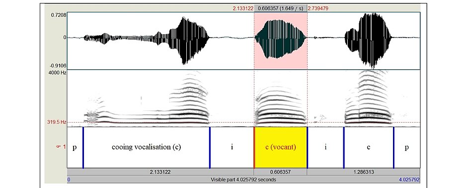 Hier ist ein Beispiel für eine kommentierte Gurrsequenz in PRAAT. Im oberen Teil des PRAAT-Fensters sieht man die Schwankungen der aufgezeichneten Töne. Der mittlere Teil zeigt das Frequenzspektrogramm (Frequenzbereich linear 0–4 kHz). Unten sieht man die Annotationsvariablen der einzelnen Ereignisse. Die Reihenfolge besteht aus Pausen und drei Gurrlauten, die durch Einatmungsintervalle getrennt sind. Der gelb markierte Gurrlaut enthält keine supraglottische Aktivität (Vocant).